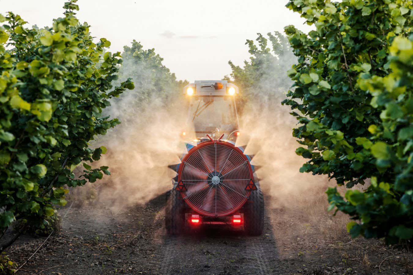 Back view of agricultural vehicle with large sprayer fan spraying and cultivating hazel trees with herbicides and fertilizer.; Shutterstock ID 2468206293; purchase_order: -; job: -; client: -; other: -